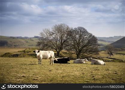 Cows in Peak District UK landscape on sunny day