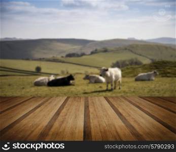 Cows in Peak District UK landscape on sunny day concept image