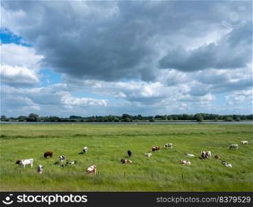 cows in summer meadow near river lek in the netherlands