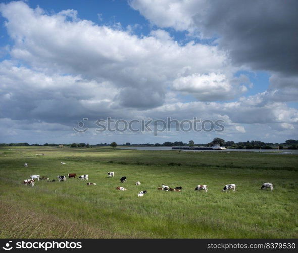 cows in summer meadow near river lek with ship in the netherlands