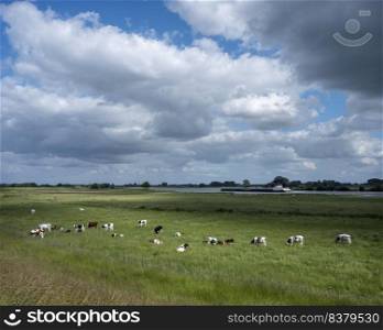 cows in summer meadow near river lek with ship in the netherlands