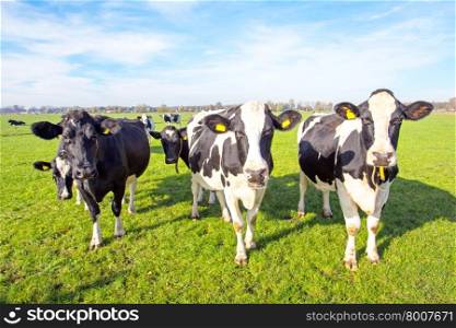 Cows in the countryside from the Netherlands