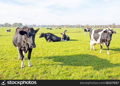 Cows in the countryside from the Netherlands