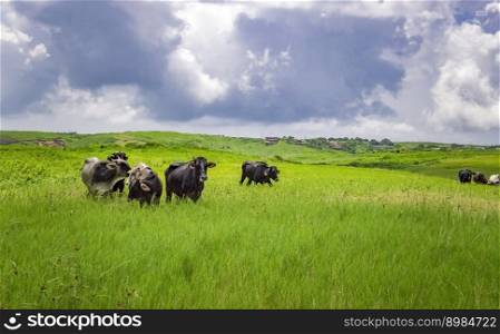 Cows in the field eating grass, photo of several cows in a green field with blue sky and copy space, A green field with cows eating grass and beautiful blue sky
