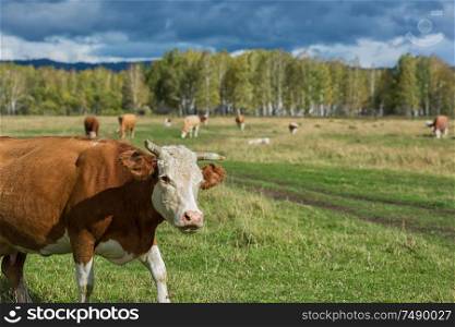 Cows in the grass in the Altai mountain against dark sky. Cows in the grass