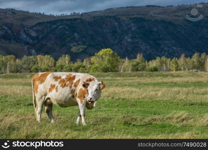 Cows in the grass in the Altai mountain against dark sky. Cows in the grass