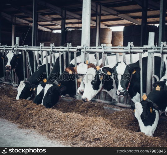 cows in the hangar. Cows on Farm