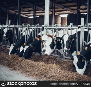 cows in the hangar. Cows on Farm