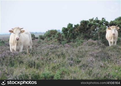 Cows in the New Forest