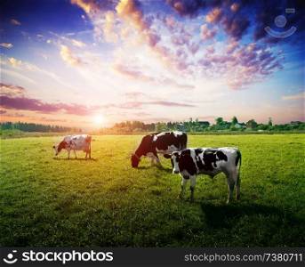 Cows meadow field pasture. Summer evening landscape. Cows meadow field pasture