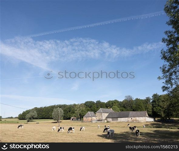 cows near old farm in the north of france near saint-quentin and valenciennes under blue sky in summer