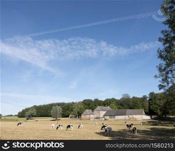 cows near old farm in the north of france near saint-quentin and valenciennes under blue sky in summer