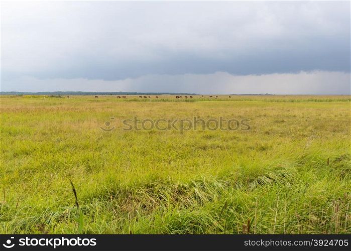Cows on a field. Cows on a field in Denmark with rain clouds in the background