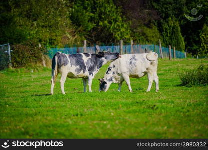 Cows on a green field