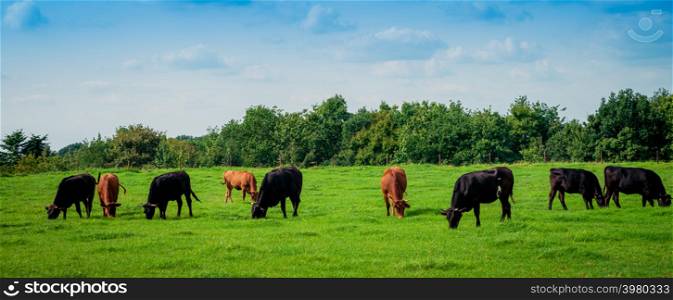 Cows on a green field
