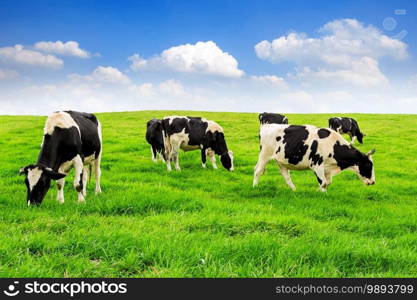 Cows on a green field and blue sky.