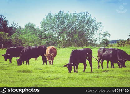 Cows on a green field. Cows on a summer pasture