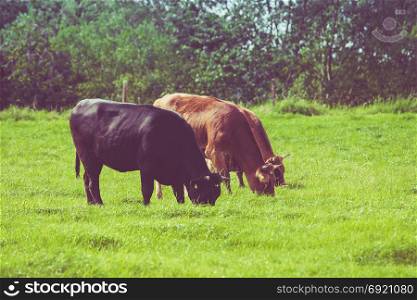 Cows on a green field. Cows on a summer pasture