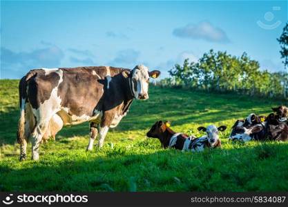 Cows on a green grass meadow in the spring