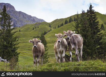 cows on a green pasture with beautiful mountains behind