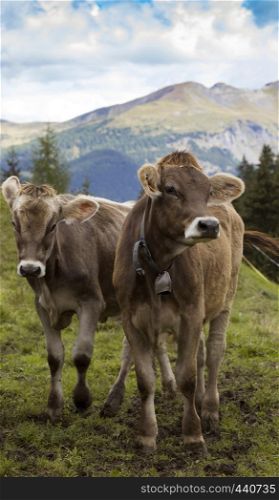 cows on a green pasture with beautiful mountains behind
