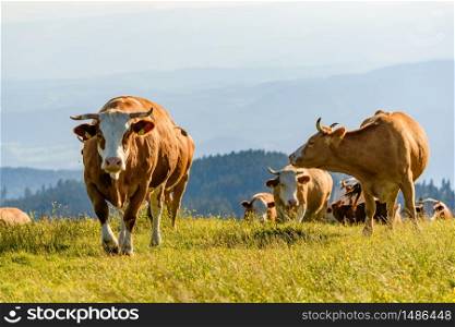 Cows on a meadow in Alps Austria. Schockl mountain above Graz place to visit. Cattle graze in nature.. Cows on a meadow in Alps Austria. Schockl mountain above Graz place to visit