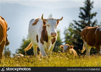 Cows on a meadow in Alps Austria. Schockl mountain above Graz place to visit. Cattle graze in nature.. Cows on a meadow in Alps Austria. Schockl mountain above Graz place to visit