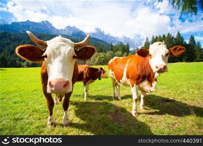 cows on a pasture at the italian mountains