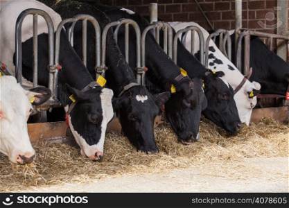 Cows on Farm