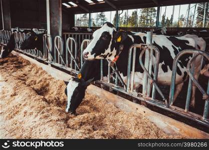 Cows on Farm. agriculture industry