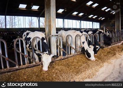 Cows on Farm. Many cows are feeding in farm