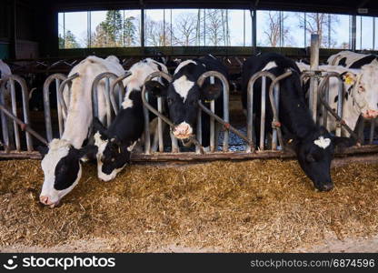 Cows on Farm. Many cows are feeding in farm