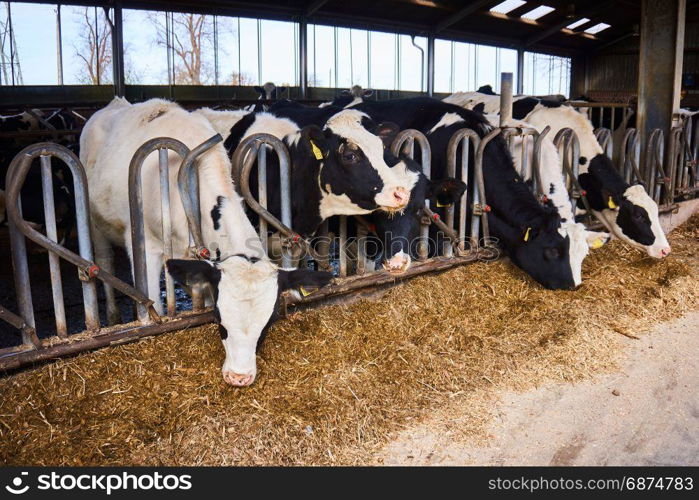 Cows on Farm. Many cows are feeding in farm