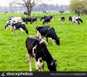 Cows on farmland