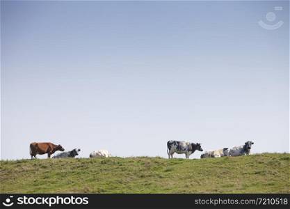 cows on grassy dyke in dutch province of friesland in the netherlands under bluw sky in summer