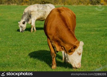 Cows on green grass pasturage. Dairy cows