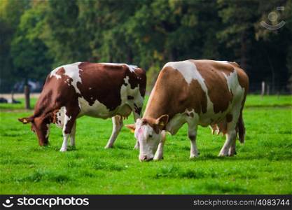 Cows on green meadow