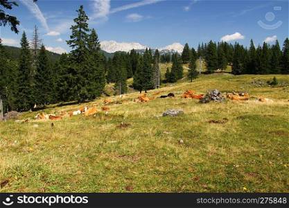 Cows on high mountain pasture