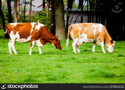 cows on meadow