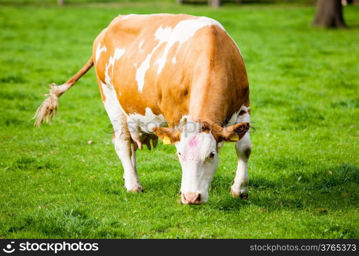 cows on meadow