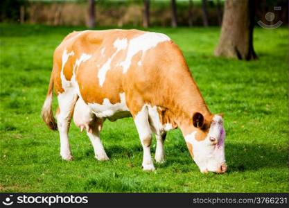 cows on meadow