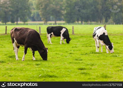 Cows on meadow.Grazing calves