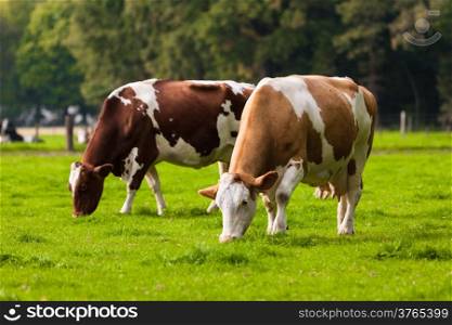 Cows on meadow.Grazing calves