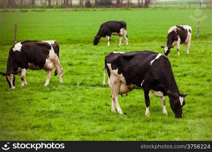 Cows on meadow with green grass. Grazing calves