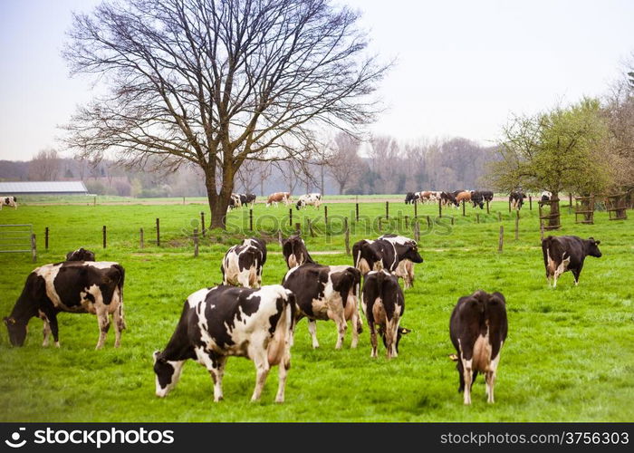 Cows on meadow with green grass. Grazing calves