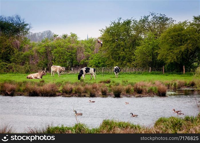 cows on pastoral by river. Cows on a green summer meadow