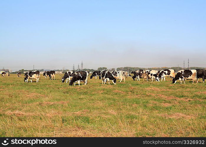 cows on pasture