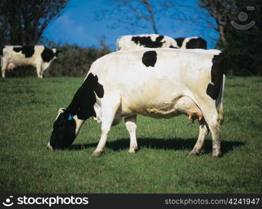 Cows on pasture