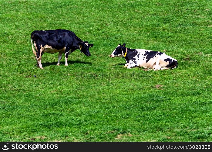 Cows on pasture . Cows of a dairy grazing on fields of a farm.