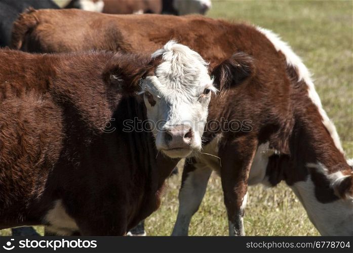 Cows on pasture on sunny autumn day